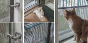 Cat safety tips for American