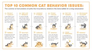 Top 10 Cat Behavior Issues